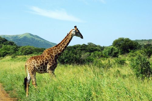 Pietų Afrika, Žirafa, Parkas, Turiu, Savana, Fauna, Safari