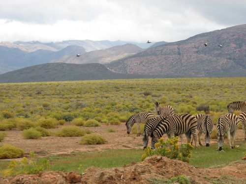 Pietų Afrika, Safari, Laukinė Gamta, Rezervas, Zebra, Paukščiai