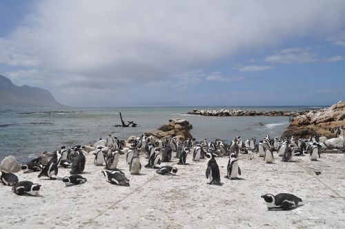 Pietų Afrika, Pingvinas, Jūra