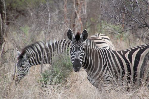 Pietų Afrika, Gyvūnai, Gamta, Laukinė Gamta, Safari, Gyvūnas, Zebra, Zebras, Zebra Juostelės, Dykuma