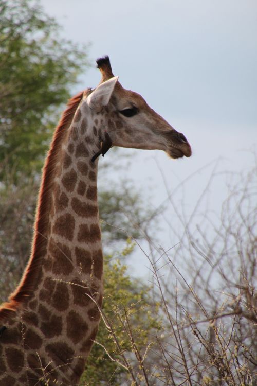 Pietų Afrika, Gyvūnai, Gamta, Laukinė Gamta, Safari, Gyvūnas, Žirafa, Dykuma