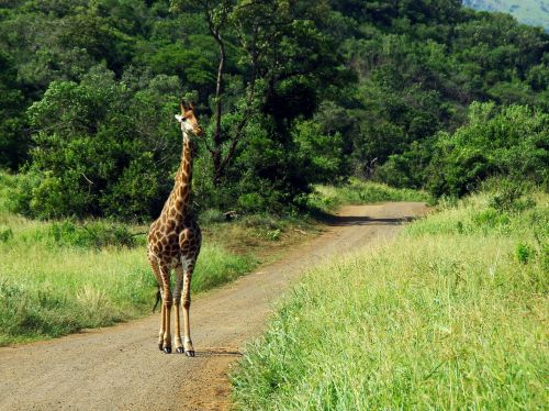 Pietų Afrika, Parkas, Kruger, Žirafa, Safari, Savana, Kraštovaizdis, Laukiniai, Kruger Parkas