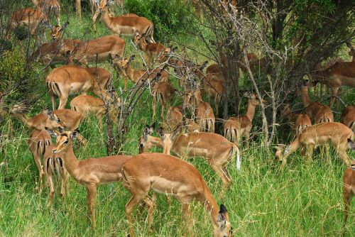 Pietų Afrika, Parkas, Kruger, Nendrės, Antilopės, Bandas, Laukiniai, Savana, Safari, Fauna, Gyvūnai