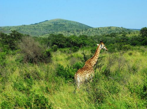 Pietų Afrika, Parkas, Kruger, Žirafa, Savana, Laukiniai, Kruger Parkas, Kraštovaizdis