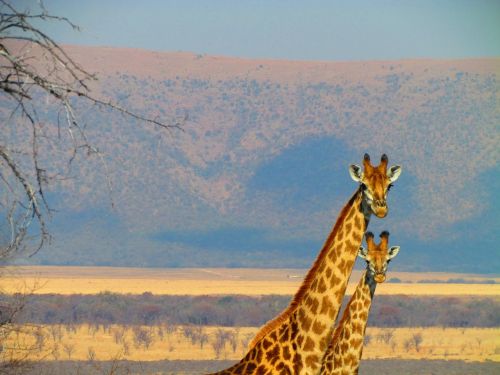 Pietų Afrika, Žirafa, Afrika, Gamta, Gyvūnas, Safari