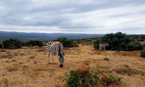 Pietų Afrika, Zebra, Nacionalinis Parkas, Stepė, Safari, Dykuma