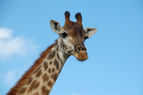 Pietų Afrika, Žirafa, Laukiniai, Gamta, Laukinė Gamta, Gyvūnai, Dangus