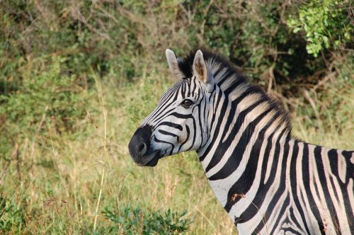 Pietų Afrika, Laukiniai, Gamta, Laukinė Gamta, Gyvūnai, Zebra, Safari, Afrika