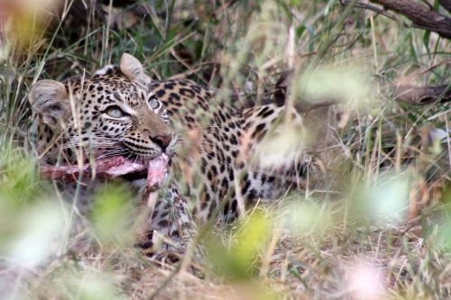 Leopardas, Pietų Afrika, Medžioklė, Laukinis Gyvenimas, Gepardas, Laukiniai, Safari, Gamta, Gyvūnai, Laukiniai Gyvūnai, Gyvūnas