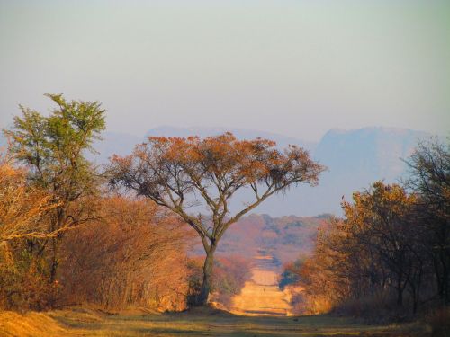 Pietų Afrika, Medis, Kelias, Žiema, Kraštovaizdis, Dykuma, Peizažas, Natūralus, Laukiniai, Lauke, Aplinka, Vaizdingas, Žemė, Gamta