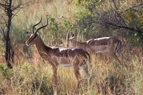 Antilopė, Pietų Afrika, Gyvūnai, Nacionalinis Parkas, Safari, Dykuma, Stepė
