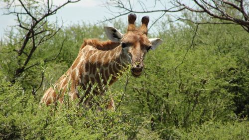 Pietų Afrika, Madikwe, Rezervas, Žirafa, Gyvūnas, Laukinė Gamta