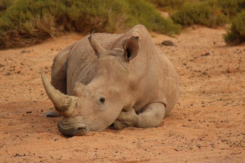 Pietų Afrika, Rhino, Poilsis, Kūno Rinkiniai, Laukiniai Gyvūnai, Dideli Penki