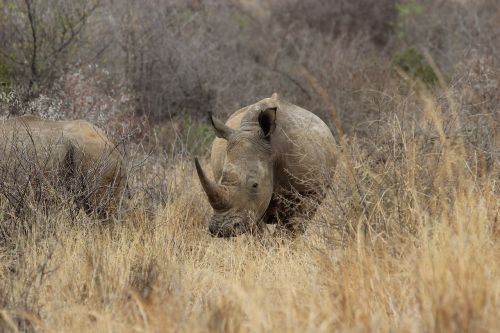 Pietų Afrika, Pilanesbergas, Rhino, Nacionalinis Parkas, Dykuma