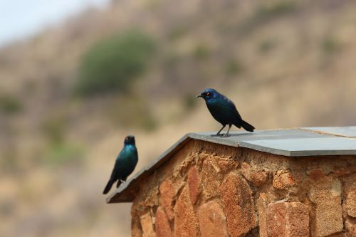 Pietų Afrika, Pilanesbergas, Nacionalinis Parkas, Dykuma, Paukščiai, Paukštis