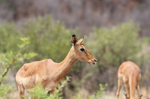 Pietų Afrika, Pilanesbergas, Nacionalinis Parkas, Dykuma, Impala, Antilopė