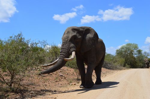 Pietų Afrika, Kruger Parkas, Dramblys