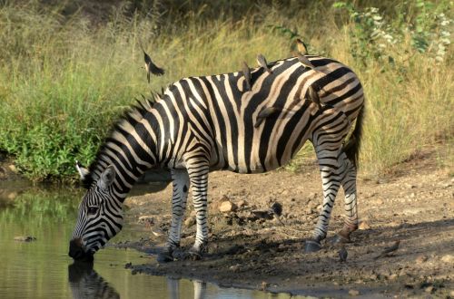 Pietų Afrika, Zebra, Kruger
