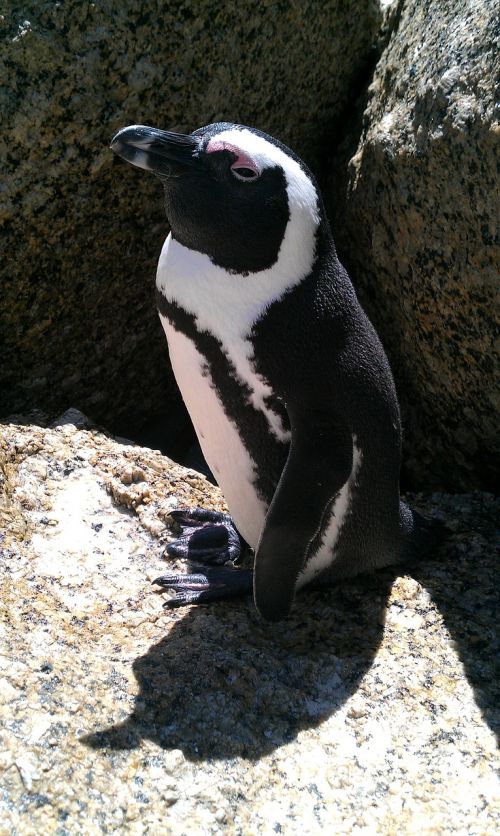 Pietų Afrika, Pingvinas, Papludimys