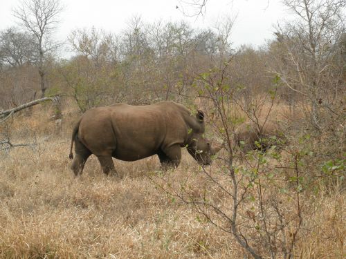 Pietų Afrika, Rhino, Safari
