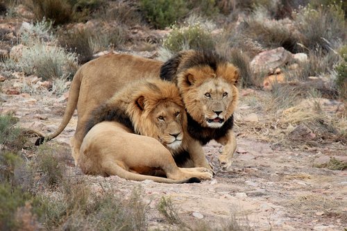 Pietų Afrika,  Laukinių,  Atrasti Gyvūnijos,  Liūtas,  Safari,  Safario Parkas,  Predator,  Liūtai,  Dykuma,  Aquila Žaidimų Kurortas,  Plėšrūnai