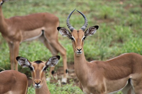 Pietų Afrika,  Kruger National Park,  Nacionalinis Parkas