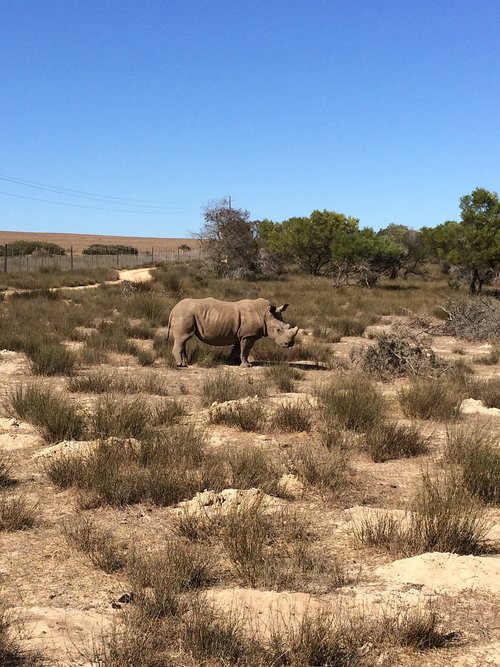 Pietų Afrika,  Rhino,  Dykuma