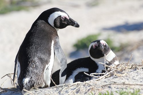 Pietų Afrika,  Pingvinai,  Pingvinas,  Pora,  Veisti,  Lojalumas,  Papludimys