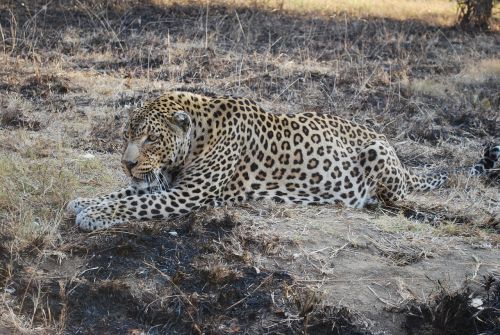 Pietų Afrika,  Laukiniai Gyvūnai,  Gyvūnų Pasaulis,  Afrika,  Laukinės Gamtos Fotografija
