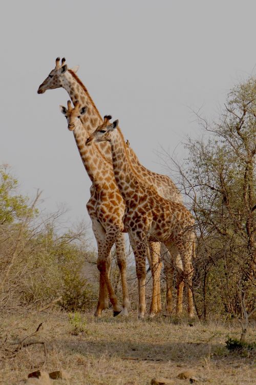 Pietų Afrika, Hluhluwe, Žirafa, Gyvūnai, Nacionalinis Parkas, Laukinis Gyvūnas