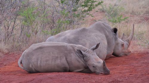 Pietų Afrika, Hluhluwe, Rhino, Gyvūnai, Nacionalinis Parkas, Laukinis Gyvūnas