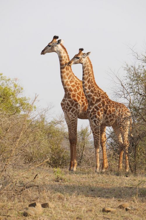 Pietų Afrika, Hluhluwe, Žirafa, Gyvūnai, Nacionalinis Parkas, Laukinis Gyvūnas