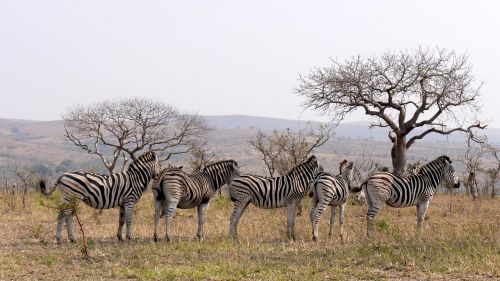 Pietų Afrika, Hluhluwe, Zebras, Laukinis Gyvūnas, Nacionalinis Parkas, Struktūra
