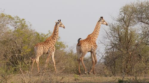 Pietų Afrika, Hluhluwe, Žirafos, Laukinis Gyvūnas, Nacionalinis Parkas