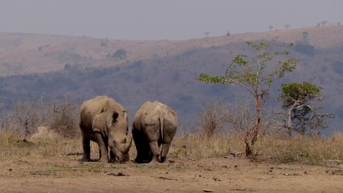 Pietų Afrika, Hluhluwe, Rhino, Laukinis Gyvūnas, Nacionalinis Parkas