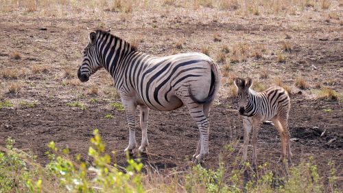 Pietų Afrika, Hluhluwe, Zebras, Laukinis Gyvūnas, Nacionalinis Parkas, Struktūra