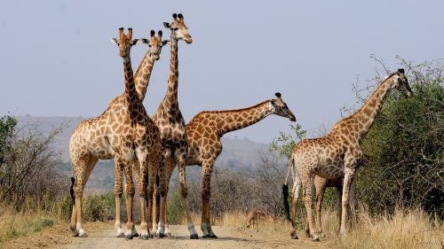 Pietų Afrika, Hluhluwe, Žirafos, Laukiniai Gyvūnai, Modelis, Nacionalinis Parkas