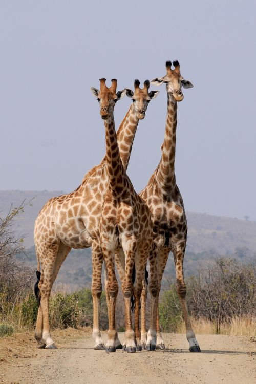 Pietų Afrika, Hluhluwe, Žirafos, Modelis, Formavimas, Nacionalinis Parkas, Laukiniai Gyvūnai