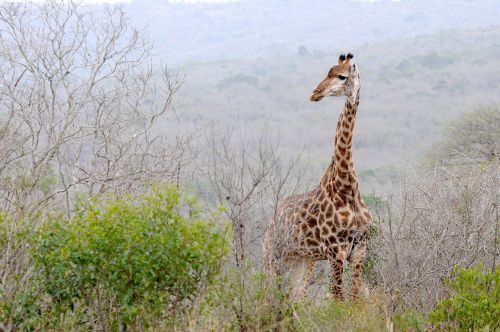 Pietų Afrika, Hluhluwe, Žirafa, Kraštovaizdis, Laukinis Gyvūnas