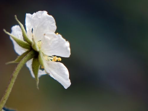 Pietų Amerika Atostogų 櫻 Persikų, Laukinis Vaismedis, Mažos Baltos Gėlės