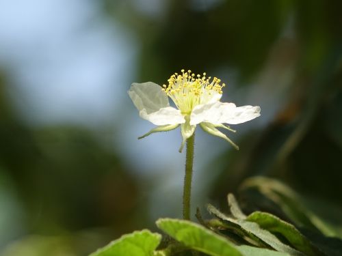 Pietų Amerika Atostogų 櫻 Persikų, Laukinis Vaismedis, Mažos Baltos Gėlės