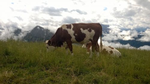 South Tyrol, Alpių, Kalnai, Karvės, Aukščiausiojo Lygio Susitikimas, Dolomitai, Italy, Kraštovaizdis, Vaizdas, Plan De Corones