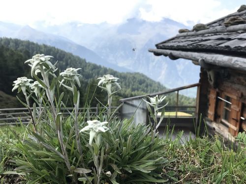 South Tyrol, Edelweiss, Augalas, Kalnai, Alpių Gėlė, Alpine Edelweiß