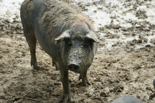 Sėti, Naminė Kiaulė, Senoji Veislė