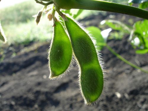 Soja, Sojos Pupelės, Gamta, Žalias, Glicino Max, Augalai, Žemdirbystė, Maistas, Lapai, Kraštovaizdis, Pasėliai, Plantacija, Laukai, Vasaros Pabaiga, Sodinukai, Priekinio Plano, Ankštiniai, Žalia Ankšta, Priartinti