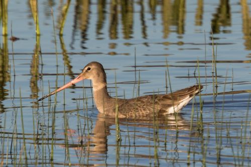 Ispanija,  Doñana,  Aguja Colinegra,  Vanduo,  Gamta,  Ežeras,  Paukštis,  Laukinė Gamta,  Birding,  Be Honoraro Mokesčio