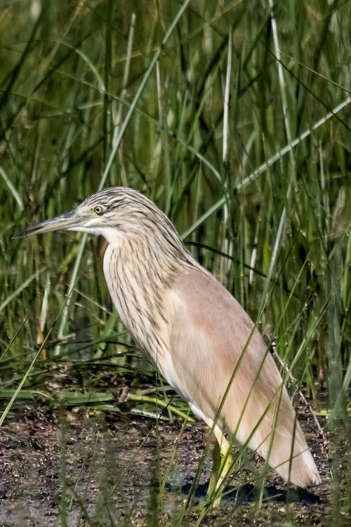 Ispanija,  Andalūzija,  Doñana Nacionalinis Parkas,  Paukštininkystė,  Squacco