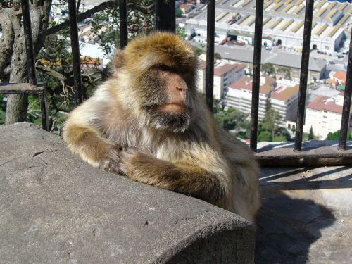 Ispanija, Gibraltaras, Beždžionė, Barbary Ape, Gyvūnas