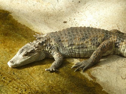 Akinantis Kamanas, Krokodilas, Yacare Caiman, Aligatorius, Alligatoridae, Hir