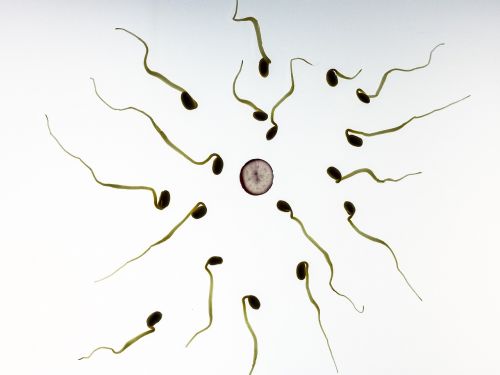Sperma, Tręšimas, Nėštumas, Plėtra, Gyventi, Menas, Simbolis, Koncepcija, Cum, Kiaušinis